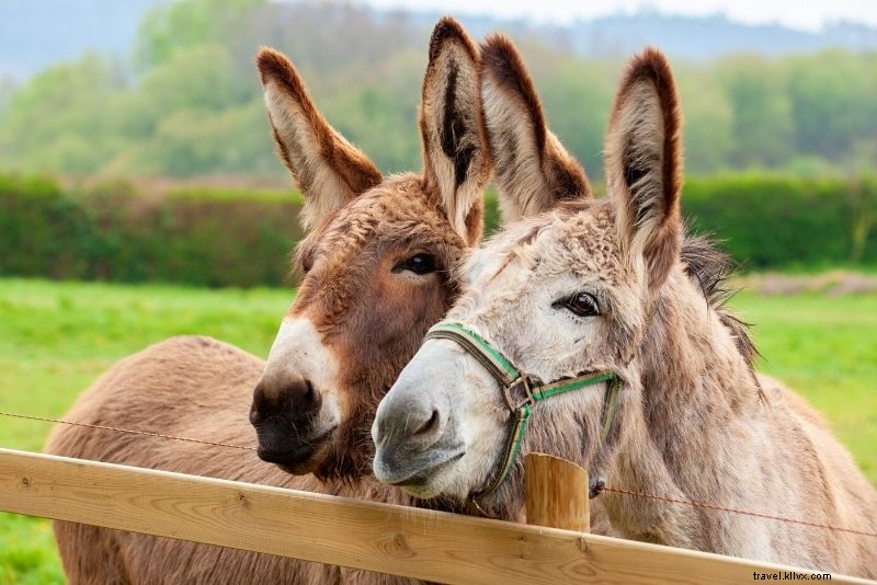 Discover 72 Fun & Unusual Things to Do in Aruba: Ultimate Adventure Guide