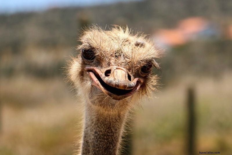 Discover 72 Fun & Unusual Things to Do in Aruba: Ultimate Adventure Guide