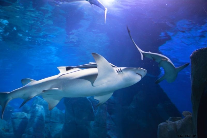 Discover 62 Fun & Unusual Things to Do in Istanbul, Turkey