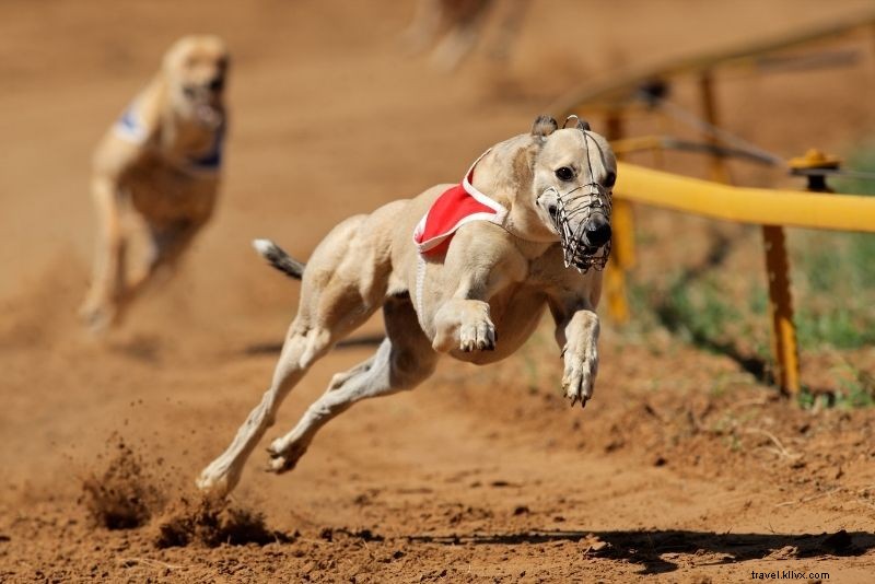 Discover 83 Fun & Unusual Things to Do in Dublin, Ireland