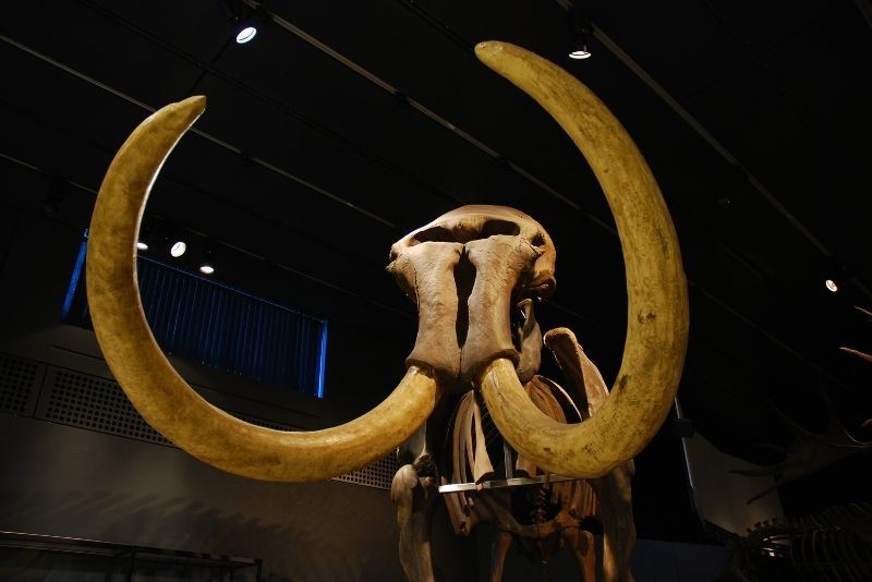 Discover 55 Fun Things to Do in Zürich, Switzerland: Ultimate Guide