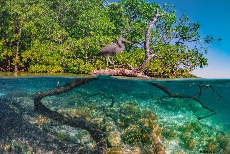 Discover 53 Fun & Unusual Things to Do in St. Thomas, USVI