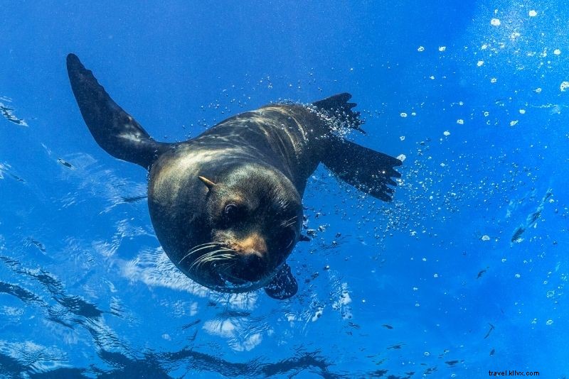 Discover 53 Fun & Unusual Things to Do in St. Thomas, USVI