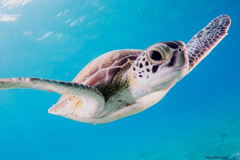 Discover 53 Fun & Unusual Things to Do in St. Thomas, USVI