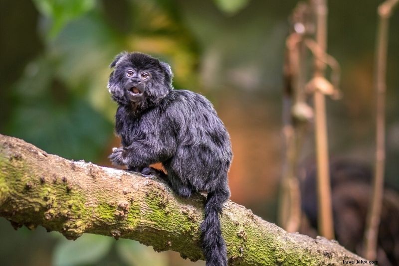 Discover 90 Fun & Unusual Things to Do in Montréal, Canada