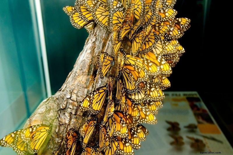 Discover 90 Fun & Unusual Things to Do in Montréal, Canada