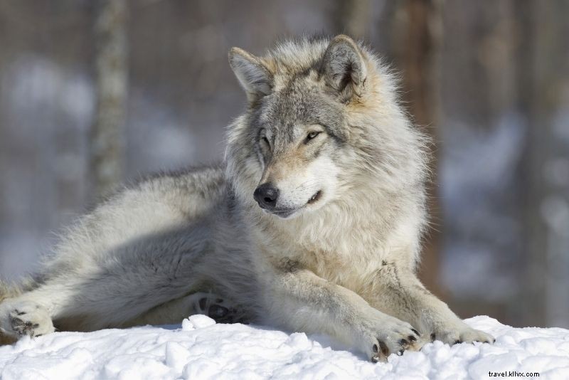 Discover 90 Fun & Unusual Things to Do in Montréal, Canada