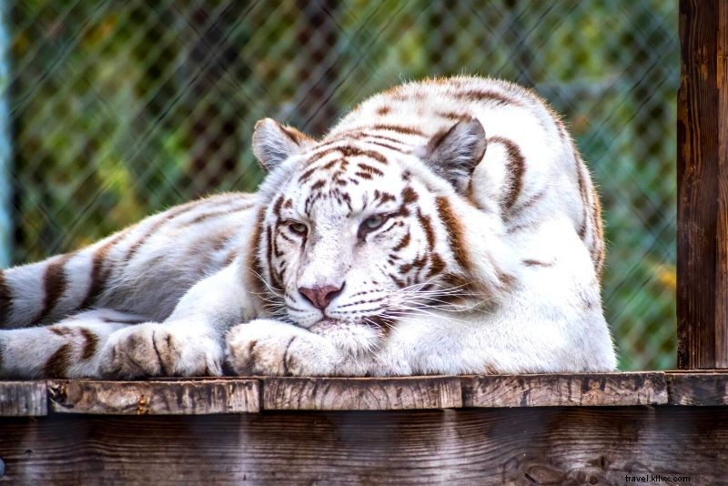 Discover 75 Must-Do Fun Activities in Jacksonville, Florida