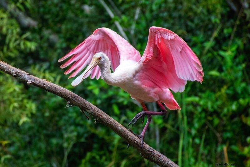 Discover 75 Must-Do Fun Activities in Jacksonville, Florida