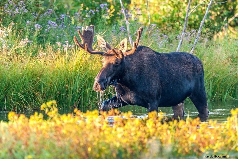 Discover 54 Fun & Unusual Things to Do in Anchorage, Alaska