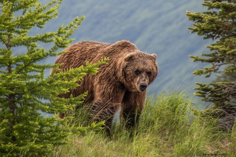 Discover 54 Fun & Unusual Things to Do in Anchorage, Alaska