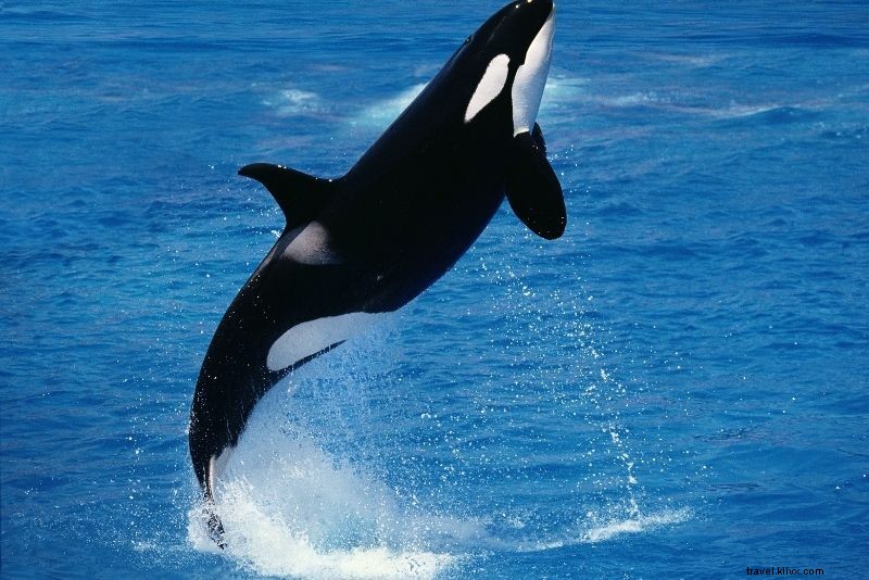 Discover 78 Exciting Things to Do in Vancouver, Canada: Ultimate Guide