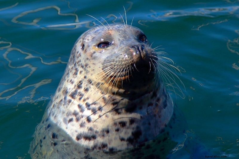 Discover 78 Exciting Things to Do in Vancouver, Canada: Ultimate Guide