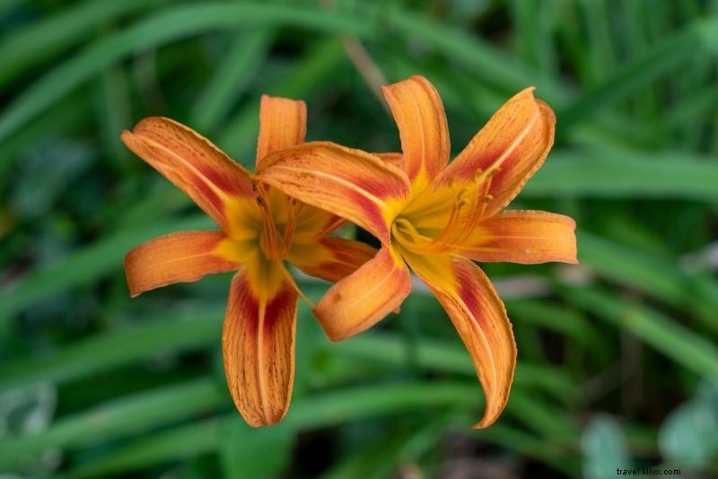 55 Fun & Unusual Things to Do in St. Lucia: Ultimate Travel Guide