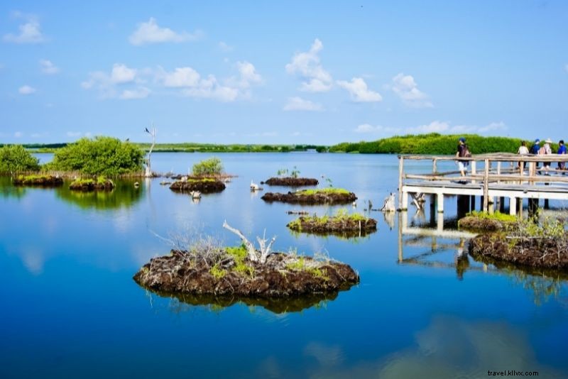 51 Best Things to Do in Cozumel, Mexico: Ultimate Island Adventure Guide