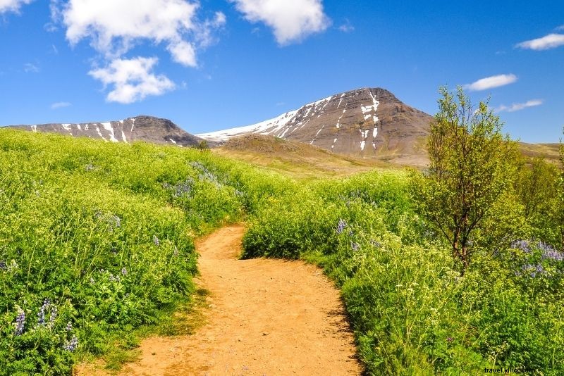 Discover 60 Fun and Unusual Things to Do in Reykjavik, Iceland