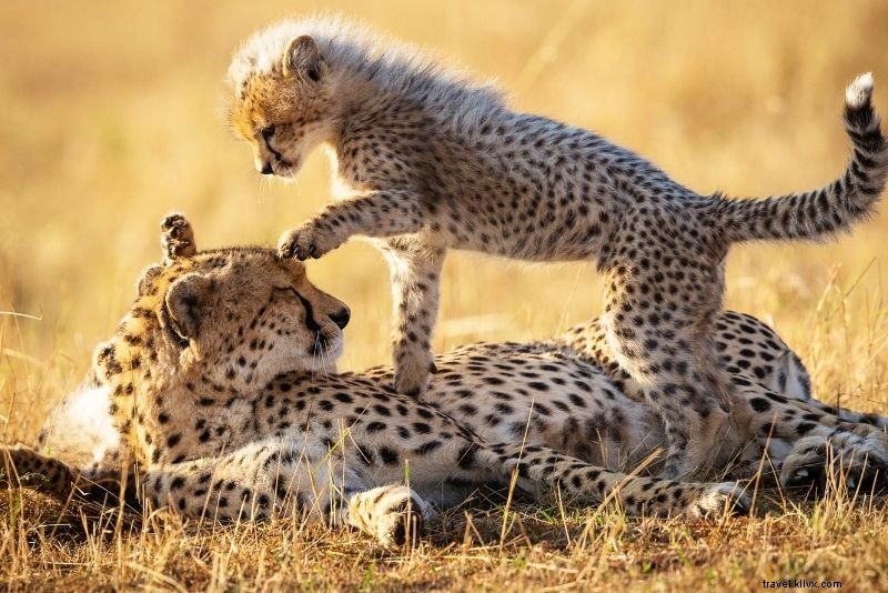 Discover 59 Fun & Unusual Things to Do in Kansas City