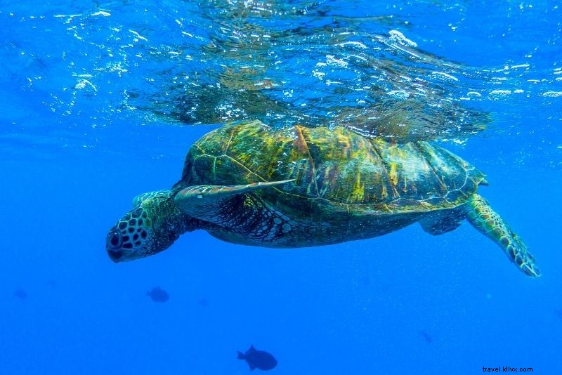 59 Best Things to Do in Honolulu, Hawaii: Ultimate Guide to Beaches, Hikes & Culture