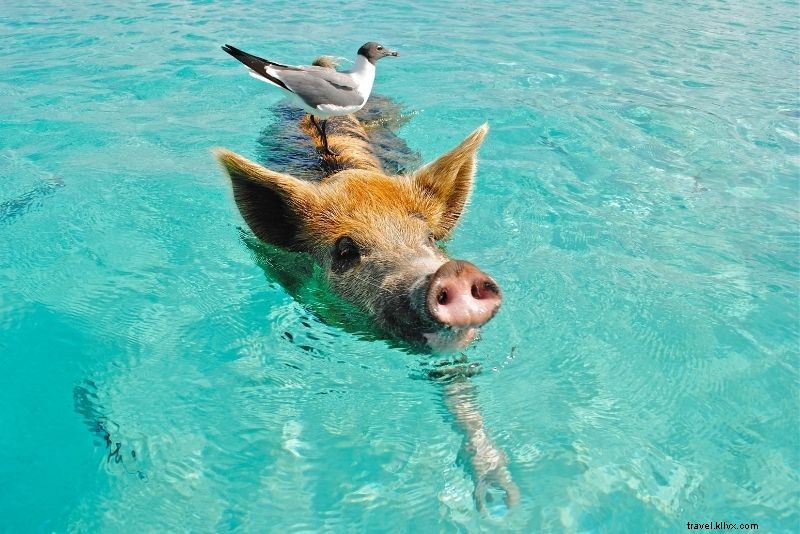 Discover 86 Fun & Unusual Things to Do in The Bahamas