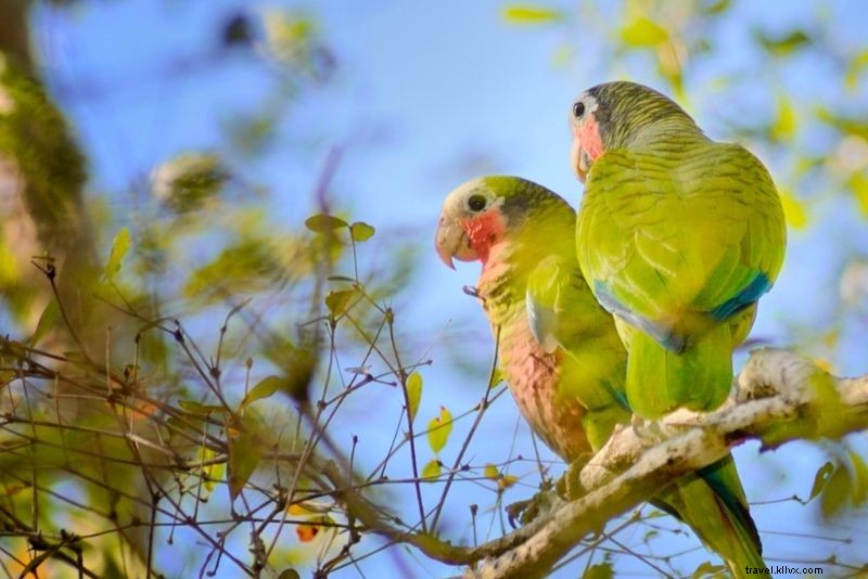 Discover 86 Fun & Unusual Things to Do in The Bahamas