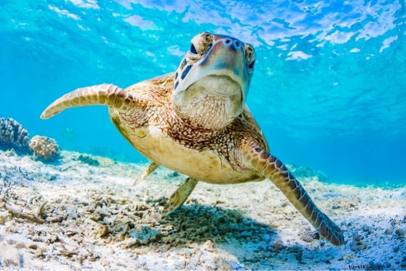 Discover 86 Fun & Unusual Things to Do in The Bahamas