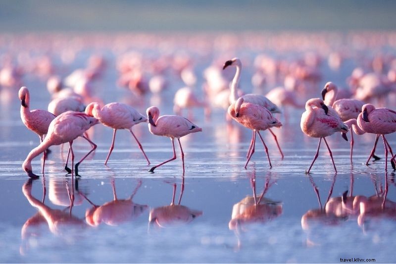 Discover 86 Fun & Unusual Things to Do in The Bahamas