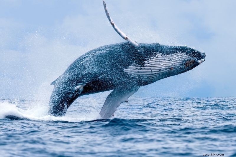 Discover 60 Best Things to Do in Puerto Vallarta, Mexico: Ultimate Guide