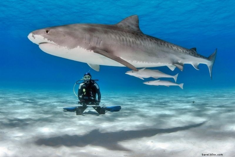 50 Best Things to Do in Playa del Carmen, Mexico: Ultimate Travel Guide