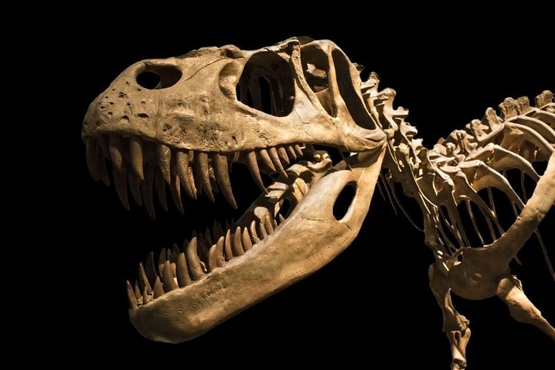 79 Exciting Things to Do in Phoenix, Arizona: Top Attractions & Adventures