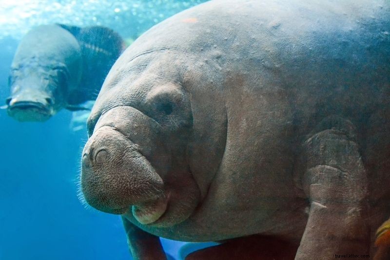 Discover 79 Fun & Unusual Things to Do in Dallas, Texas