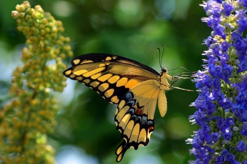 Discover 79 Fun & Unusual Things to Do in Dallas, Texas