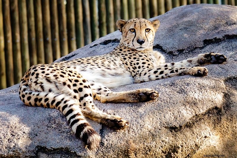 Discover 77 Fun and Unusual Things to Do in Houston, Texas