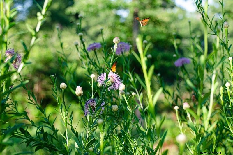 Discover 77 Fun and Unusual Things to Do in Houston, Texas