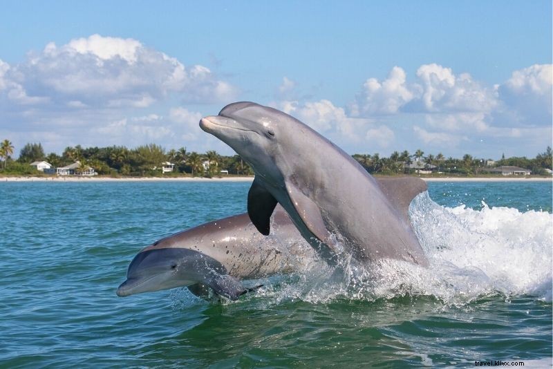 Discover 46 Must-Do Activities in Naples, Florida: Beaches, Shopping & Sunsets