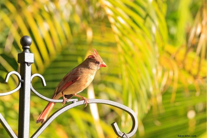 Discover 46 Must-Do Activities in Naples, Florida: Beaches, Shopping & Sunsets