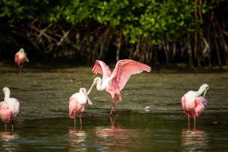 Discover 46 Must-Do Activities in Naples, Florida: Beaches, Shopping & Sunsets