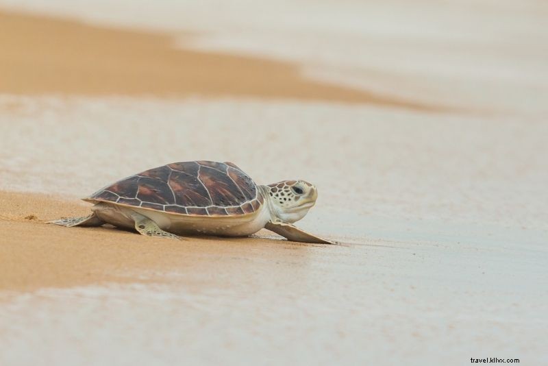 Discover 46 Must-Do Activities in Naples, Florida: Beaches, Shopping & Sunsets