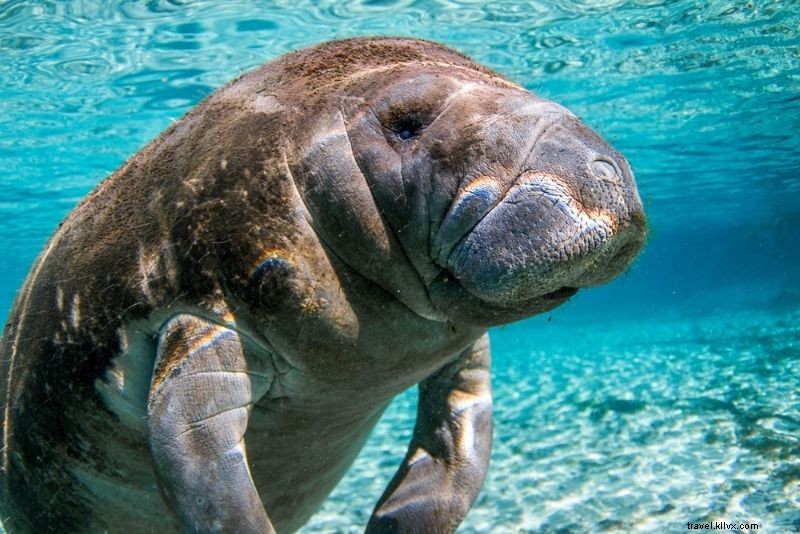 Discover 41 Must-Do Activities in Fort Myers, Florida: Beaches, Adventures & More