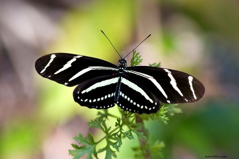 Discover 41 Must-Do Activities in Fort Myers, Florida: Beaches, Adventures & More