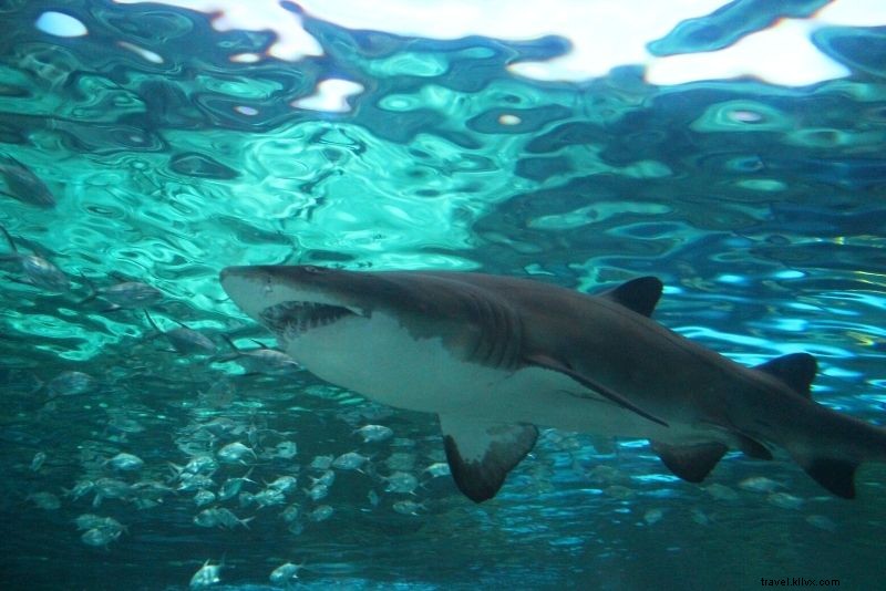 Discover 55 Fun Things to Do in Myrtle Beach, SC