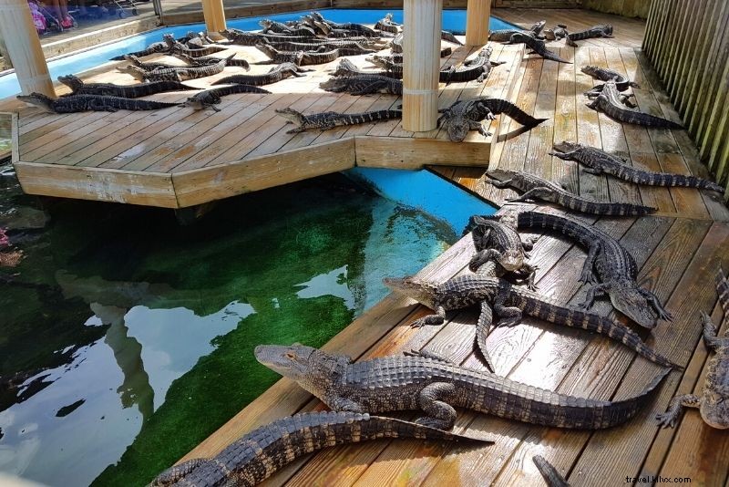 Discover 55 Fun Things to Do in Myrtle Beach, SC