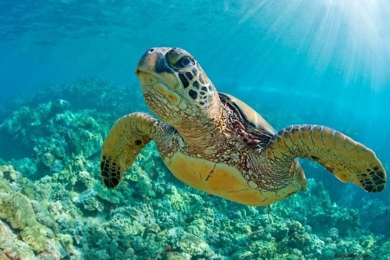 Discover 40 Must-Do Activities in Clearwater, Florida: Beaches, Adventures & More