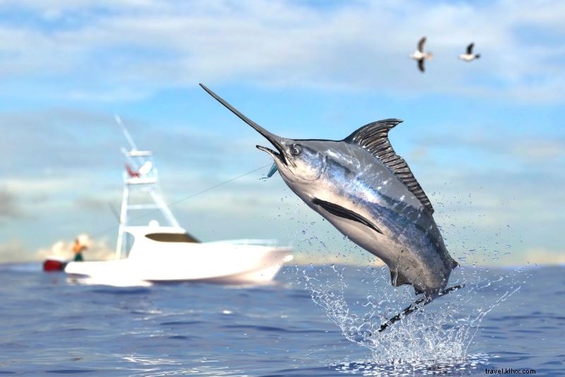 Discover 40 Must-Do Activities in Clearwater, Florida: Beaches, Adventures & More