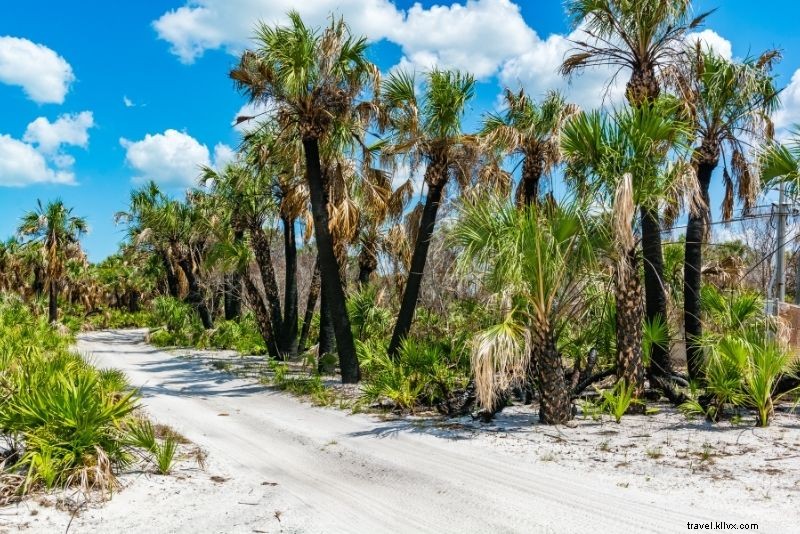 Discover 40 Must-Do Activities in Clearwater, Florida: Beaches, Adventures & More