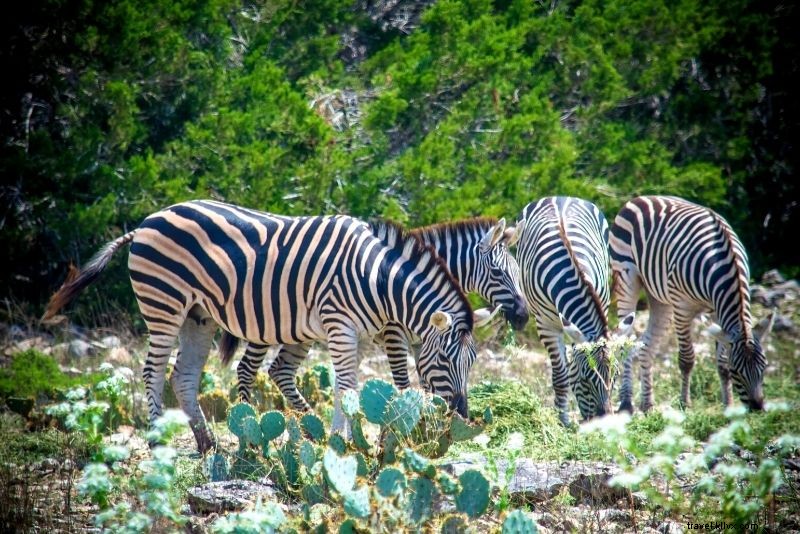 Discover 68 Best Things to Do in San Antonio, Texas – Ultimate Guide