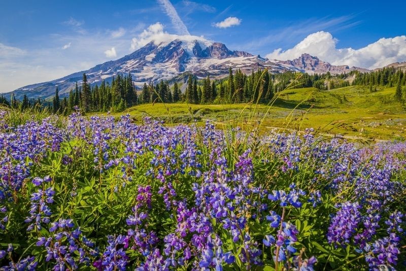 Discover 71 Fun and Unusual Things to Do in Seattle, WA