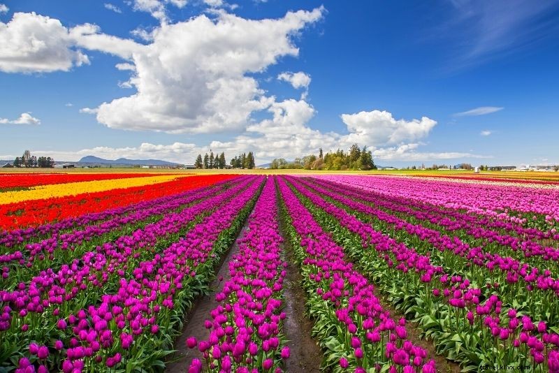 Discover 71 Fun and Unusual Things to Do in Seattle, WA