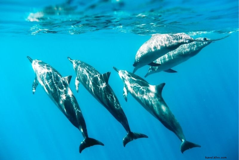 99 Must-Do Things in Hawaii: The Ultimate Bucket List Guide