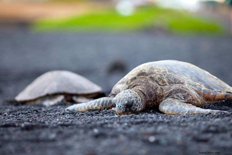 99 Must-Do Things in Hawaii: The Ultimate Bucket List Guide