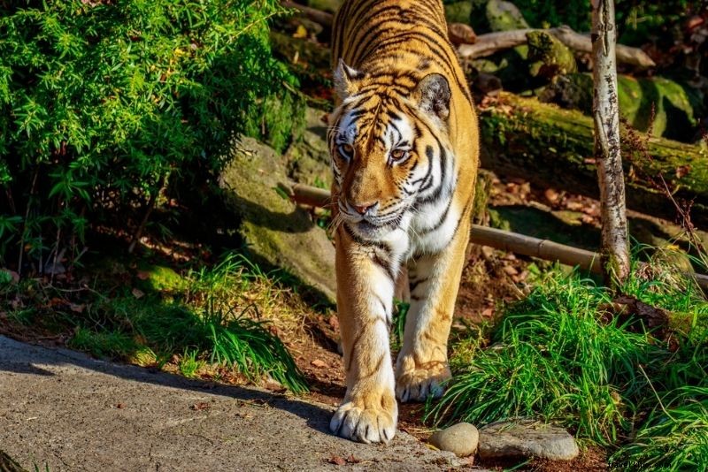 50 Fun & Unusual Things to Do in Portland, Oregon: Ultimate Insider Guide